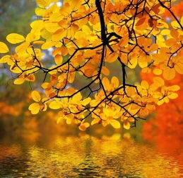 以秋字開頭的古詩(shī)句