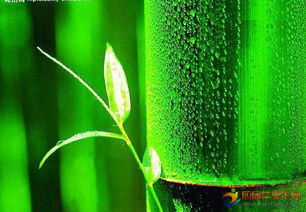 寫關(guān)于表達(dá)竹林的詩句