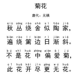古詩(shī)菊花詩(shī)句帶拼音