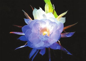 關(guān)于曇花古詩句