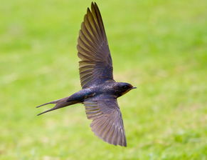 三年級關(guān)于燕子的詩句,關(guān)于贊美燕子的詩句,描寫燕子的詩句