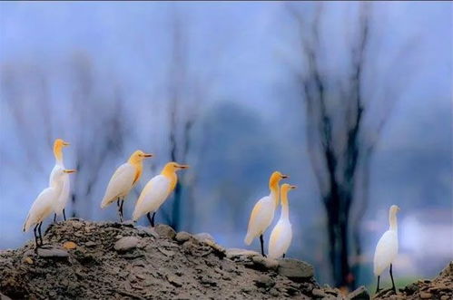 關(guān)于蒼松翠竹的詩句