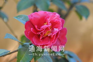 顏色和花的詩(shī)句,含有顏色和花的詩(shī)句,顏色加花的詩(shī)句