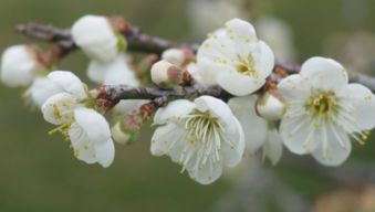 春天贊美梅花詩句古詩詞