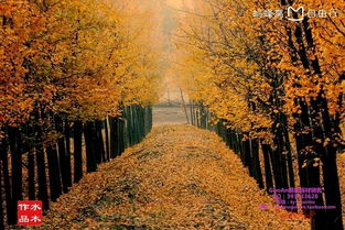 關(guān)于晚秋古詩句