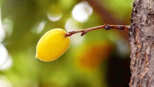 關(guān)于食杏的詩句