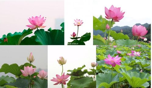 古詩,詩句,描寫,大全