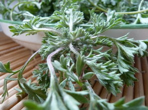 關(guān)于白蒿的詩(shī)句