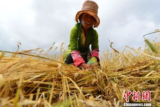 關于青稞豐收的詩句