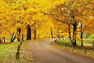 詩句,秋天,四行,簡單