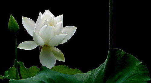 關(guān)于太湖的詩句采蓮花