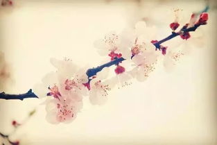 古詩中春的詩句