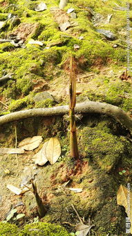 竹筍破土而出古詩(shī)句