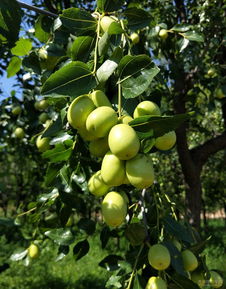 關(guān)于秋天果實(shí)累累的詩句