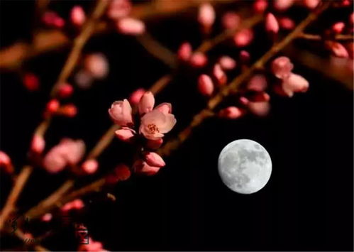 關于春天睡意詩句