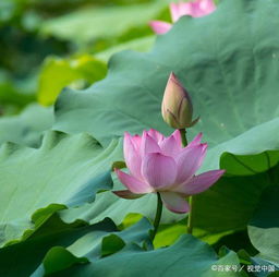 夏天的詩句古詩大全小學(xué)生