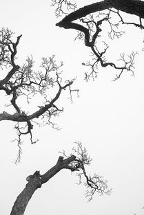 關(guān)于梨樹(shù)的詩(shī)句古詩(shī)