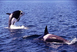 贊美大海和心情的詩句,描寫大海的現(xiàn)代詩句,懷念大海和心情的詩句