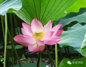 關(guān)于通感的古詩句子