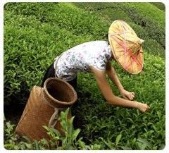 關(guān)于茶的制作過程的詩句