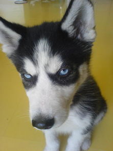 關(guān)于哈士奇的詩句