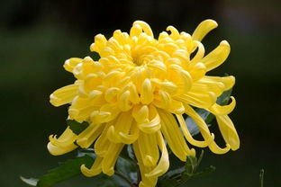 贊美秋菊的詩(shī)句古詩(shī)詞