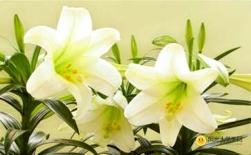 有哪些關于百合花的詩句