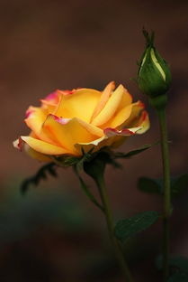 關(guān)于香水月季的詩句