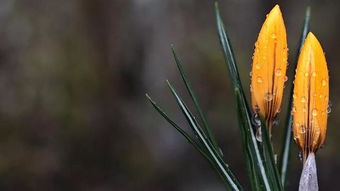 關(guān)于夜雨思念女孩的詩句