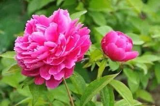 芍藥古詩(shī)句