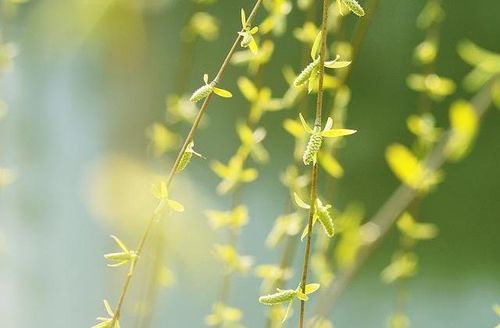 在送別折柳詩句古詩