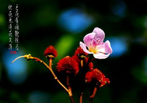 寫秋天花的詩(shī)句古詩(shī)大全