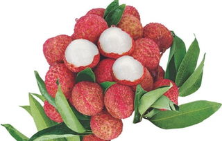 關(guān)于描寫荔枝的詩句