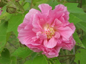 花字開頭的古詩句