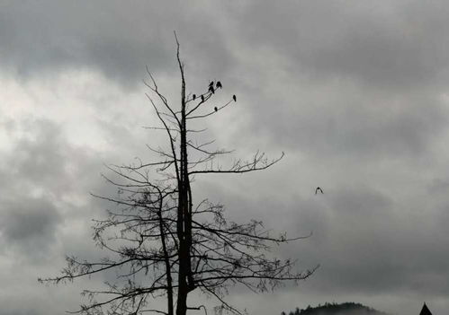 老樹寒鴉的古詩,有寒鴉的古詩,古詩寒鴉的意思