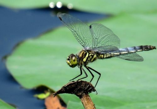 詩(shī)句,蜻蜓,描寫(xiě),有哪些