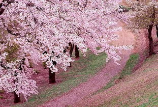 陽春四月櫻花的古詩句