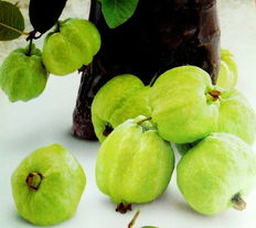 關于番石榴果的詩句