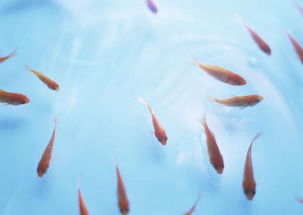 描寫(xiě)魚(yú)的古詩(shī)句子有哪些