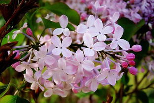 課外寫丁香花古詩句積累