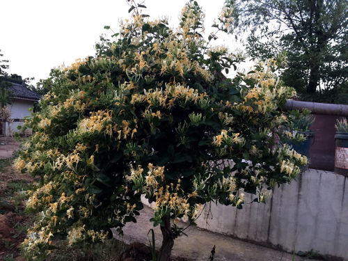 詩句關(guān)于忍冬