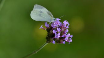 關(guān)于春天的詩句古詩蝶戀花