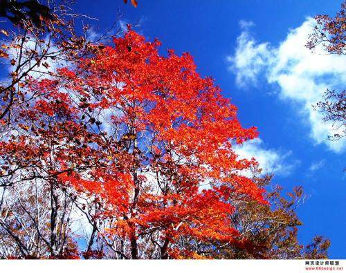 描寫秋天景色的詩(shī)句古詩(shī)大全,描寫秋天荷花的詩(shī)句古詩(shī)大全,二年級(jí)描寫秋天的詩(shī)句古詩(shī)大全