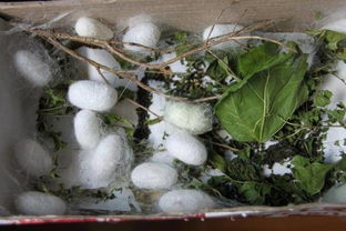 關于蠶吐絲的詩句