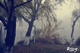 詩句,霧里,美人