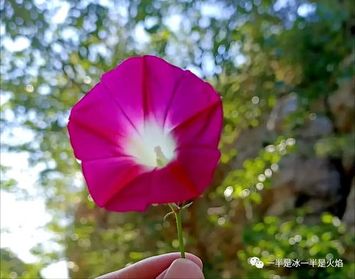 關(guān)于秋天風采的詩句