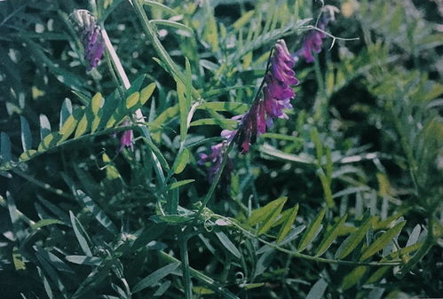 寫植物的古詩(shī)句