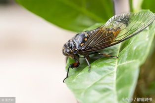 寫夏蟬的詩句古詩