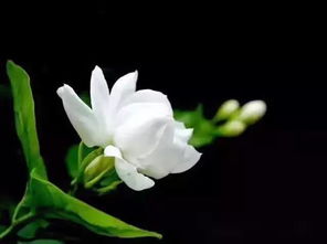 關(guān)于夏天茉莉的詩(shī)句