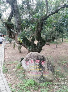 描寫(xiě)身居外地的古詩(shī)句